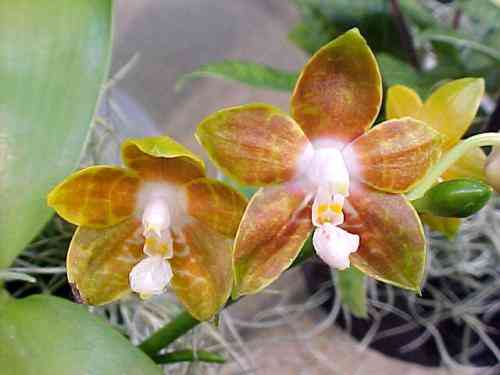 Phalaenopsis venosa